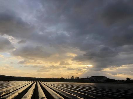 夕焼けと畑 畑,夕焼け,マルチの写真素材