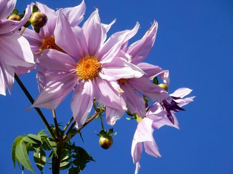 【花の写真】皇帝ダリア 皇帝ダリア,コウテイダリア,植物の写真素材