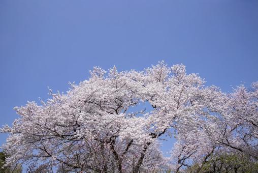 青空と桜 青空と桜の写真