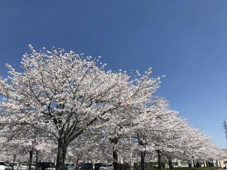 桜 桜,春,満開の写真素材