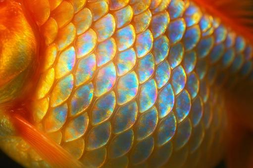 虹色に輝く金魚の鱗 虹色に輝く金魚の鱗の写真