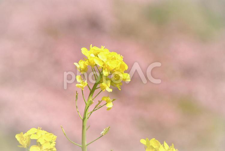 植物　花　菜の花 植物,花,菜の花の写真素材