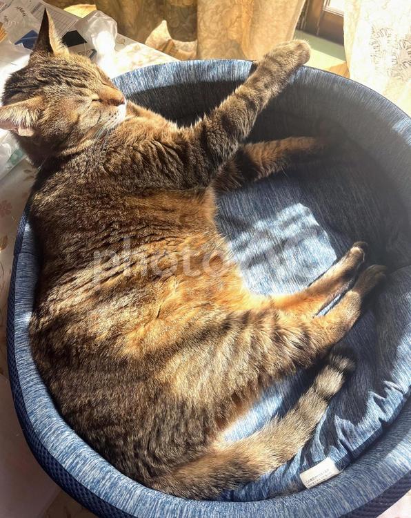 眩しいよーの猫 ねこ,猫,動物の写真素材