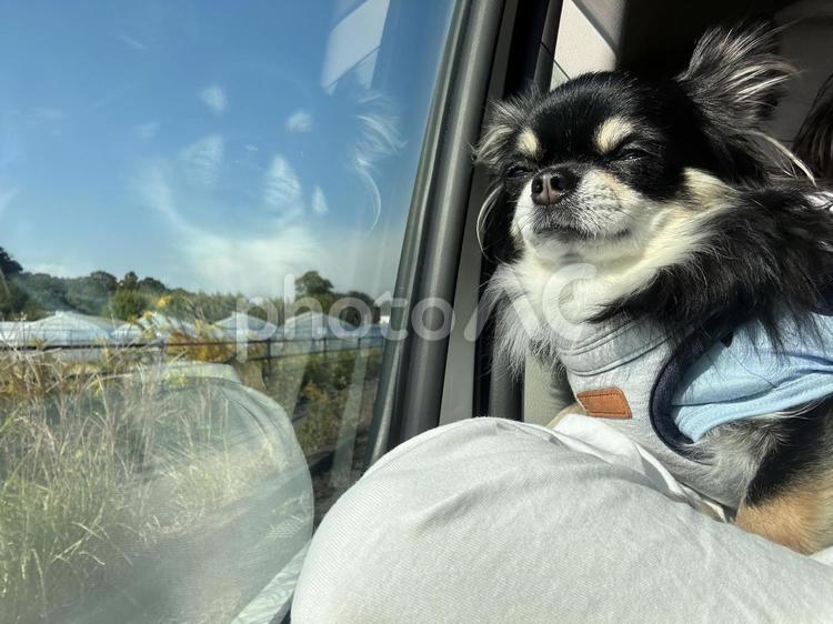 黒チワワが車窓から、ちょまぶっしっ 犬,チワワ,ちわわの写真素材