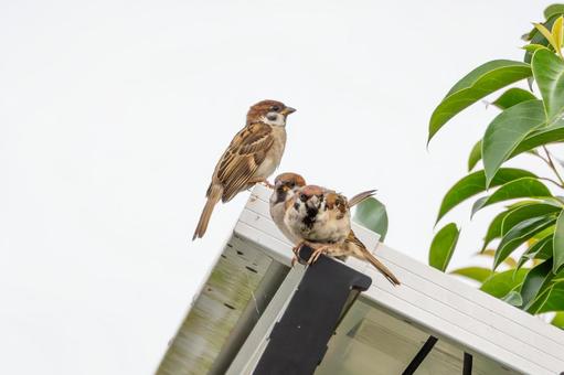 スズメの若鳥⑻ スズメの若鳥⑻ 鳥,スズメ,若鳥の写真素材