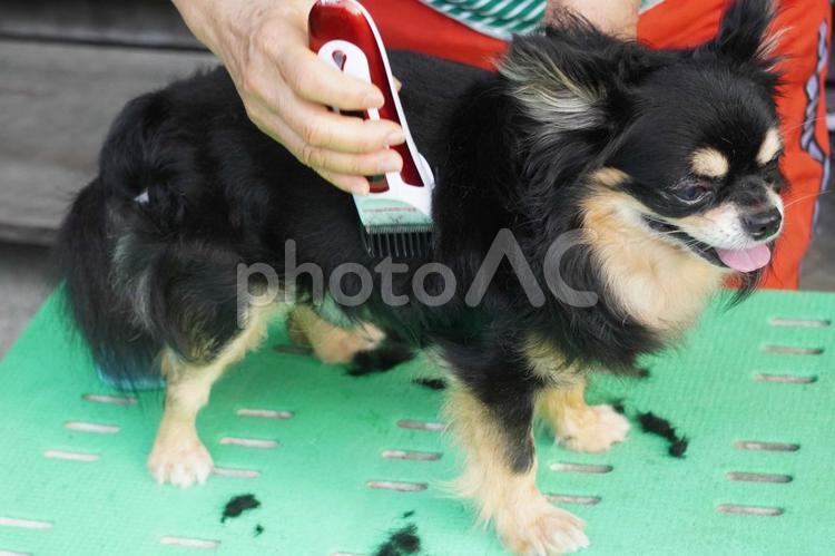 ロングコートチワワの散髪・お家の庭で 犬,チワワ,散髪の写真素材