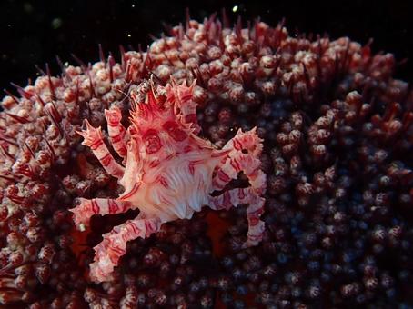 イソコンペイトウガニ イソコンペイトウガニ,カニ,マクロの写真素材