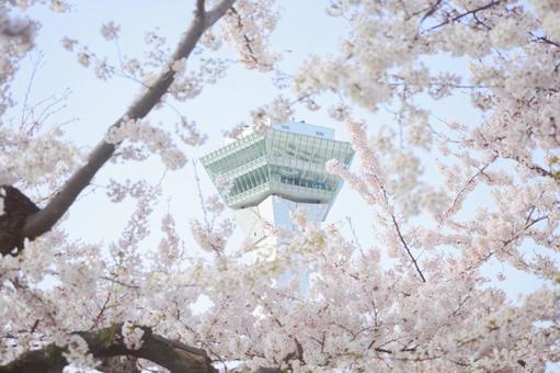 五稜郭タワーと桜 五稜郭タワーと桜の写真
