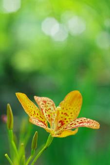 檜扇 ヒオウギ 夏の花  檜扇 ヒオウギ 夏の花 の写真