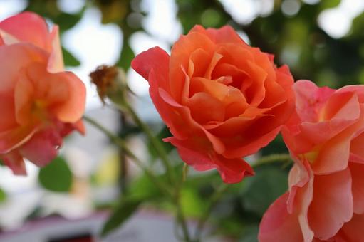 バラ園に咲くカラフルな薔薇を撮りました。 バラ園に咲くカラフルな薔薇を撮りました。の写真