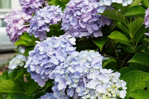紫陽花 紫陽花 あじさい,花,植物の写真素材