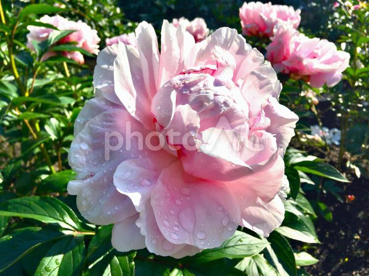雨上がりのシャクヤク シャクヤク,しゃくやく,芍薬の写真素材