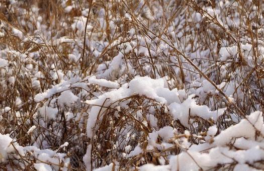 雪景色 雪景色の写真