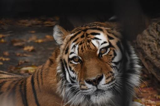 アムールトラの写真