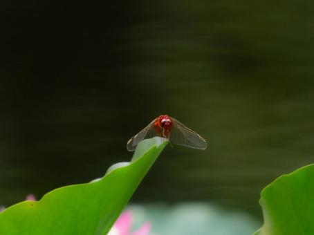 赤とんぼ 赤とんぼの写真