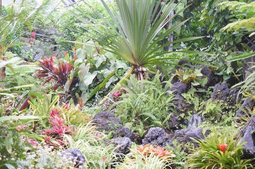 植物園 植物園の写真