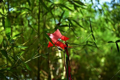 濃い緑の竹藪の笹に赤く灯る星の印 竹藪,笹,赤の写真素材
