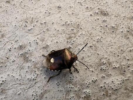 ブチヒゲカメムシ 01 斑鬚亀虫,ブチヒゲカメムシ,昆虫の写真素材