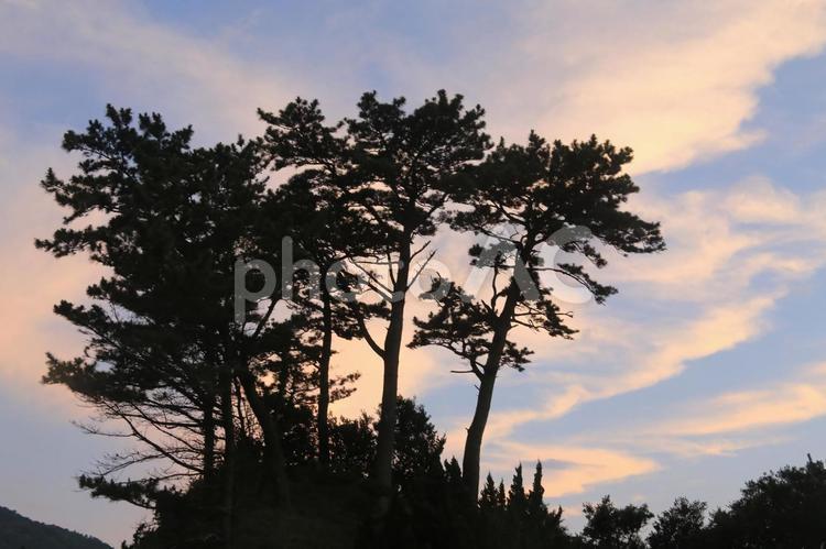 黄金崎公園からの夕景 黄金崎公園,夕景,木の写真素材
