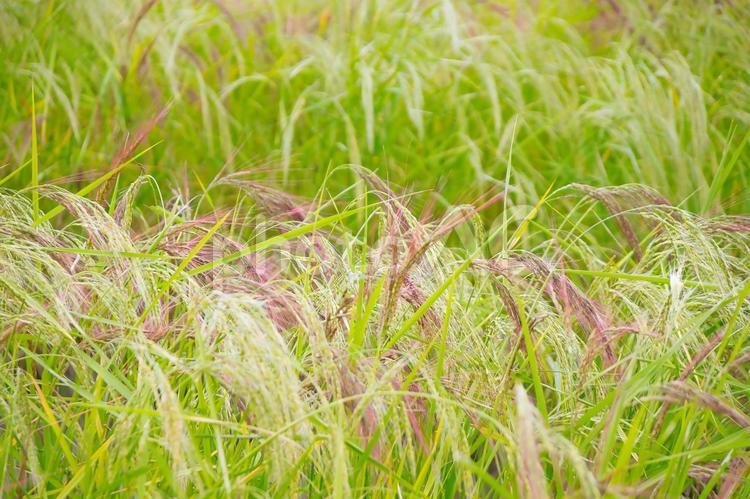 畑のある風景 草,風景,雑草の写真素材