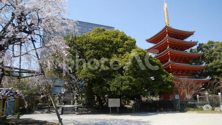 東長寺　五重塔 東長寺,五重塔,弘法大師の写真素材