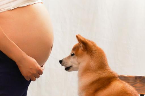 妊婦さんと柴犬 妊婦さんと柴犬 柴犬,shibainu,妊婦の写真素材