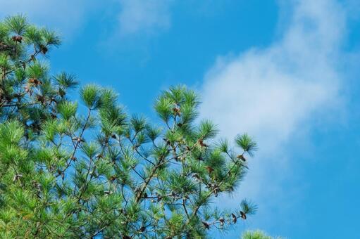 青空に広がる松の緑 松,針葉樹,木の写真素材