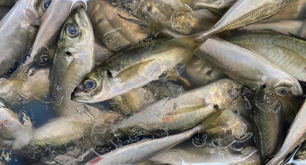 氷蔵されたたくさんの新鮮なアジ アジ,あじ,鯵の写真素材