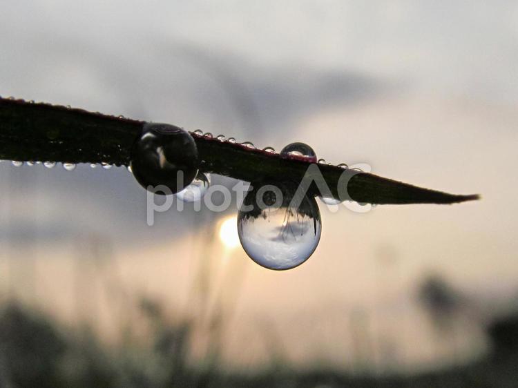 水滴と緑の葉と朝日（Water drop） 水滴,雫,すいてきの写真素材