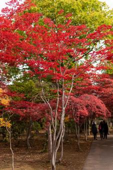 紅葉 紅葉の写真