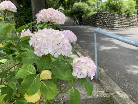 Hydrangea (pink), JPG