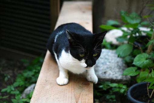 京都浄瑠璃寺のにゃんこ 京都浄瑠璃寺のにゃんこの写真