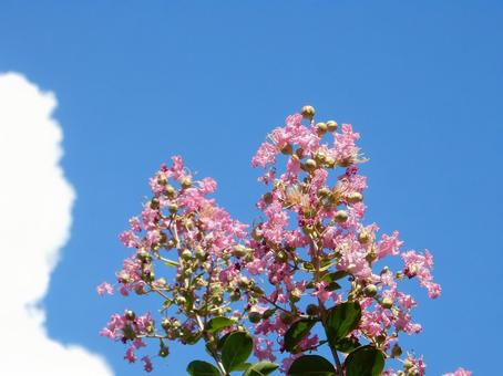 【花の写真】ピンクの百日紅 【花の写真】ピンクの百日紅の写真