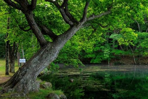 鳥沼公園 鳥沼公園 鳥沼公園,鳥沼,ボートの写真素材