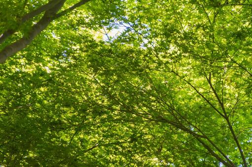 新緑に包まれる木漏れ日の森 新緑,森,緑の写真素材