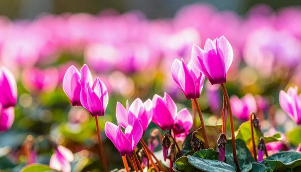 シクラメンの花の写真