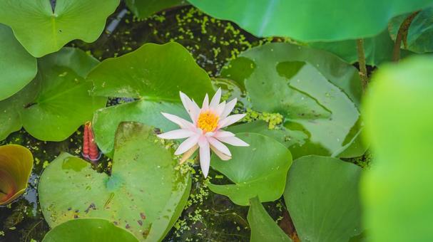 睡蓮 睡蓮,スイレン,自然の写真素材