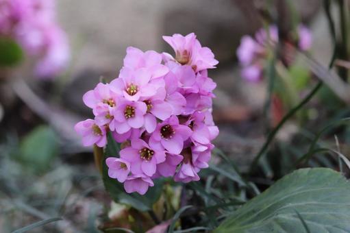 静かに咲くヒマラヤユキノシタの写真