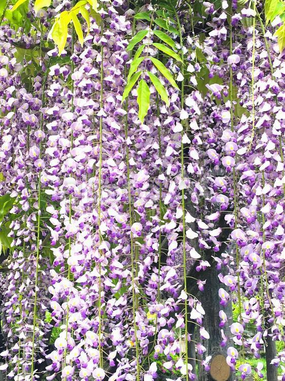 天神さまの藤の花 藤の花,亀戸天神藤まつり,藤の写真素材