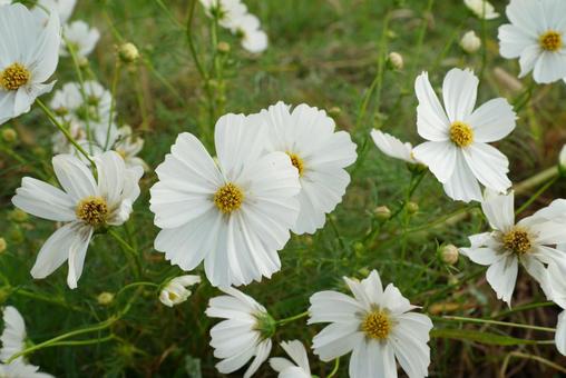 コスモス コスモス,秋,花の写真素材
