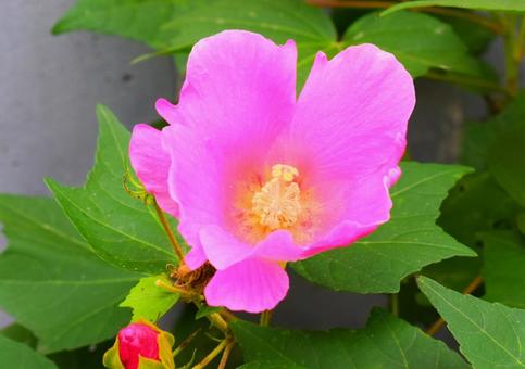 10月のフヨウ フヨウ,アオイ科,フヨウ属の写真素材