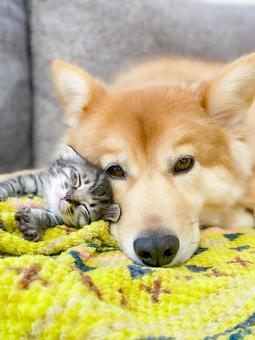 子猫のママになった犬 子猫のママになった犬 犬,子猫,かわいいの写真素材