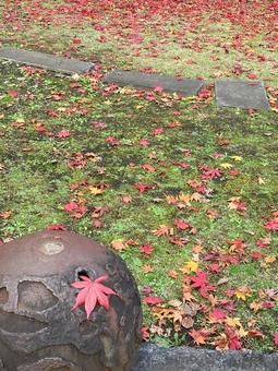 照片, 秋天的颜色, 花园, 秋天的花园, 