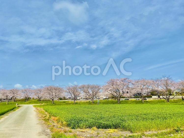 桜並木 春,さくら,sakuraの写真素材