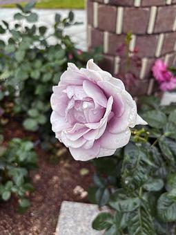 Pink Rose, JPG Pink Rose, JPG