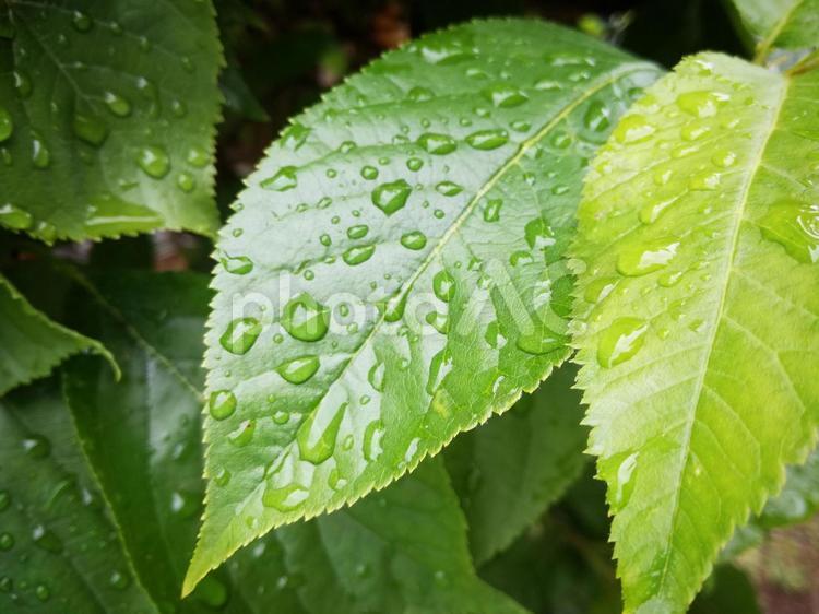 ぬれた葉っぱ、さくら 葉,ぬれた,濡れたの写真素材