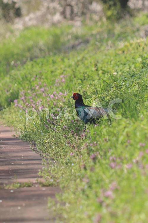 茂みから出てくる野生のキジ 雉,鳥,野鳥の写真素材
