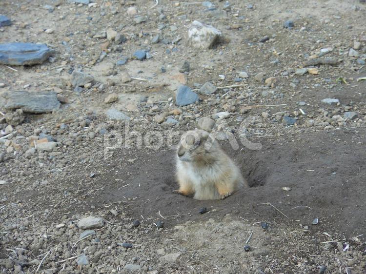 地面から顔を出すプレーリードッグ 動物,小動物,かわいいの写真素材