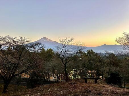 冬の木々と朝日を浴びる富士山 富士山,自然,風景の写真素材