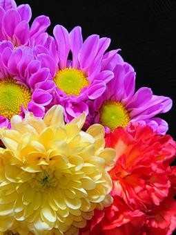 仏花 仏花,花,植物の写真素材